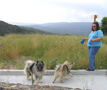 Last walk for the dogs