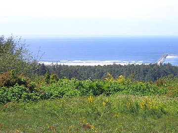 wildflowers along the coast