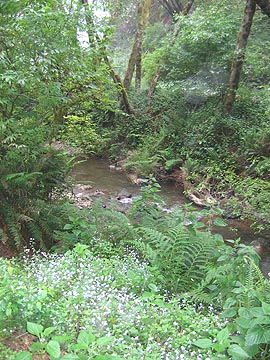 Stream beside our camping spot