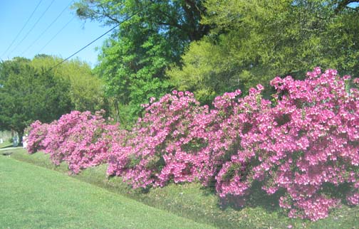 Azaleas 