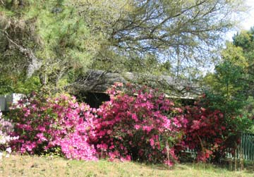 more azaleas 