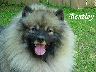 Bentley