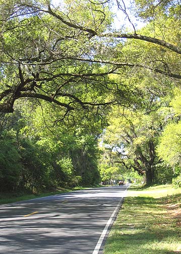 Road to Edisto Island 