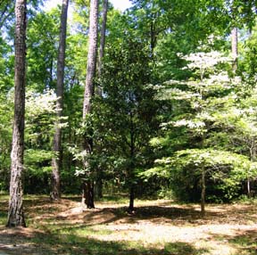 Dogwoods 
