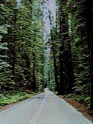 road thru the redwoods