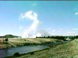 Bison and geyser