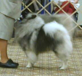 Ch Sherwood's Significant Other