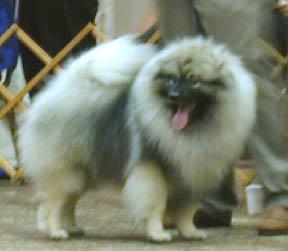 Ch Koblstone's Rockin' da Big House