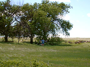Libby and Shady and Jeannine under a distant tree
