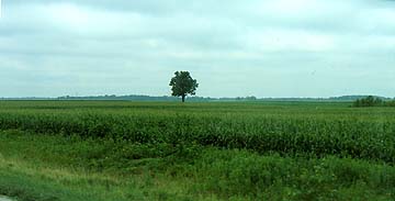 a cornfield in Illinois