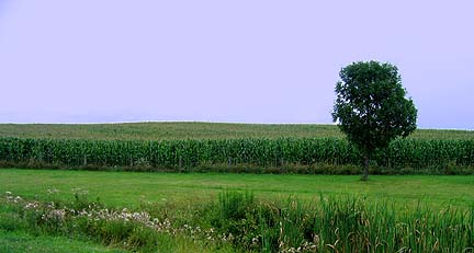 cornfield in Indiana