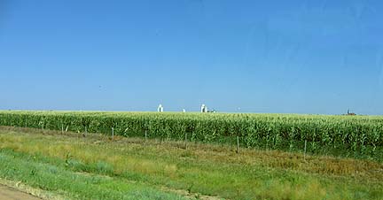 cornfield in western Kansas