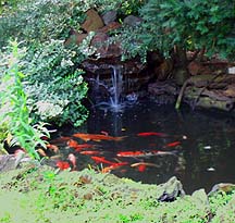 the koi pond