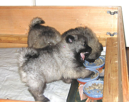 Chewing solid food