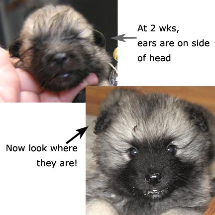 showing the side-mounted ears