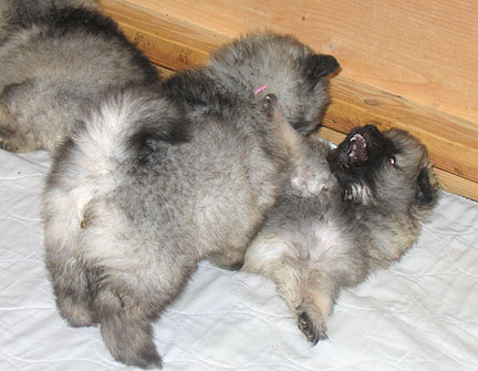 Pups playing