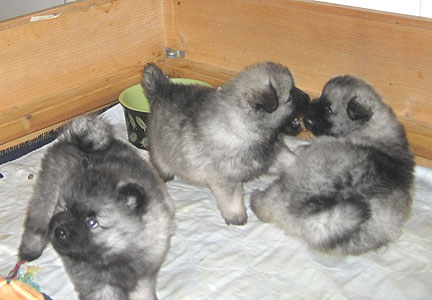 Pups playing
