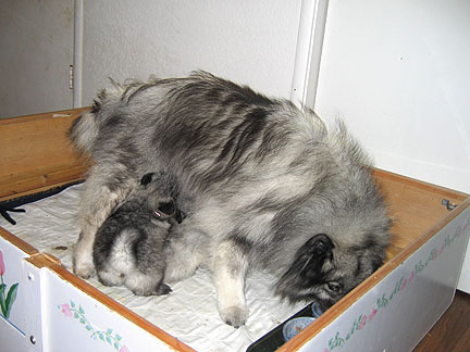 At 5 weeks
