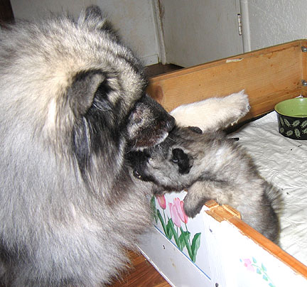 Windy playing with pup
